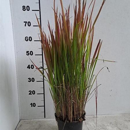 Imperata cylindrica 'Red Baron' Pot 3 Liter 20 - 30 cm