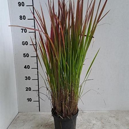 Imperata cylindrica 'Red Baron' Pot 3 Liter 20 - 30 cm