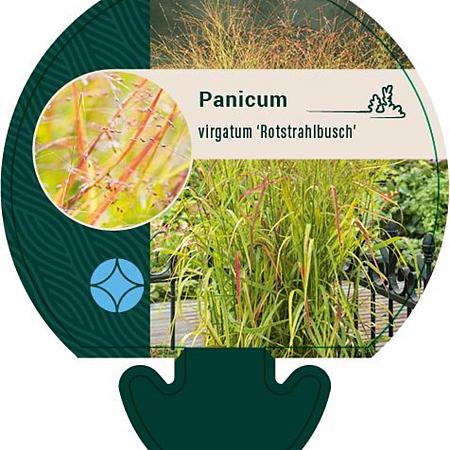Panicum virgatum 'Rotstrahlbusch' Pot 9 cm