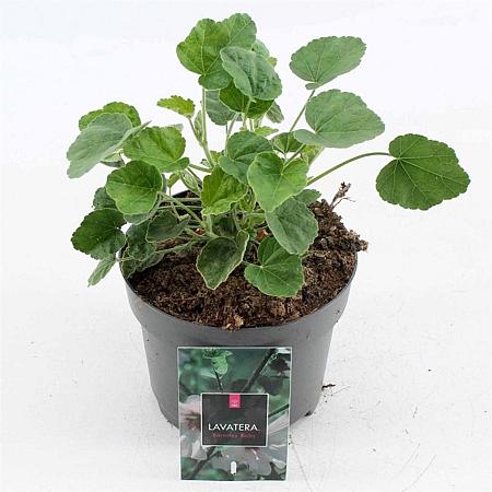 Lavatera 'Barnsley Baby' Pot 2 Liter
