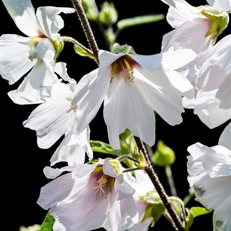 Lavatera 'Barnsley Baby' Pot 2 Liter