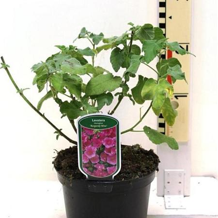 Lavatera 'Burgundy Wine' Pot 3 Liter 20 - 30 cm