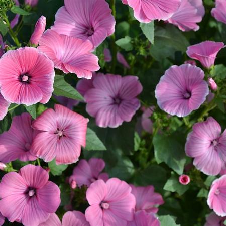 Lavatera 'Burgundy Wine' Pot 3 Liter 20 - 30 cm