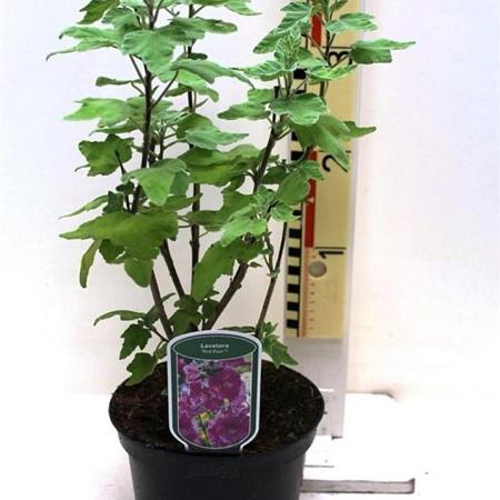 Lavatera Red Rum Pot 3 Liter 20 - 30 cm