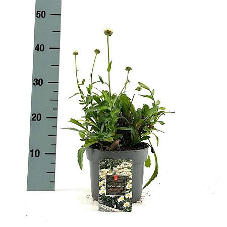Leucanthemum (S) 'Madonna' Pot 2 Liter