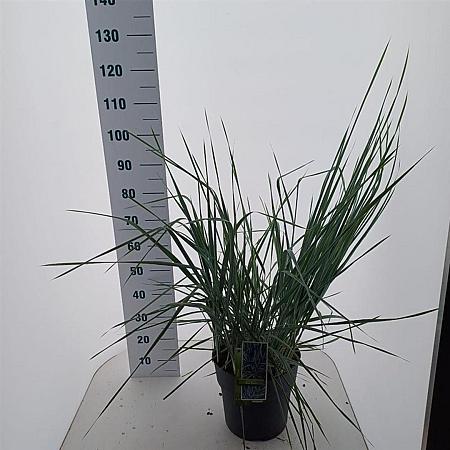Leymus arenarius 'Blue Dune' Pot 12 liter 30 - 40 cm
