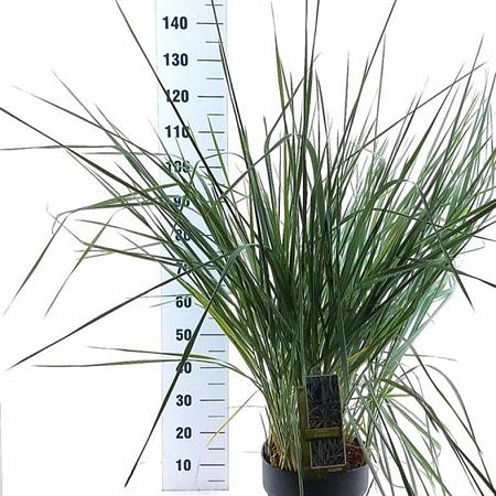 Leymus arenarius 'Blue Dune' Pot 12 liter 30 - 40 cm