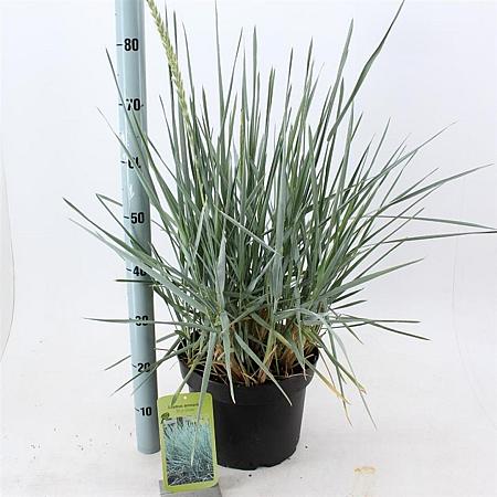 Leymus arenarius 'Blue Dune' Pot 12 liter 30 - 40 cm