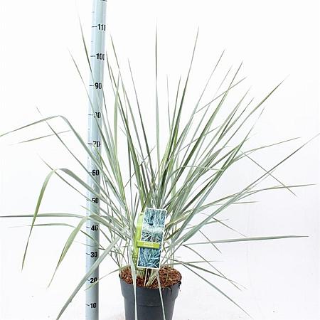 Leymus arenarius 'Blue Dune' Pot 6 liter 30 - 40 cm
