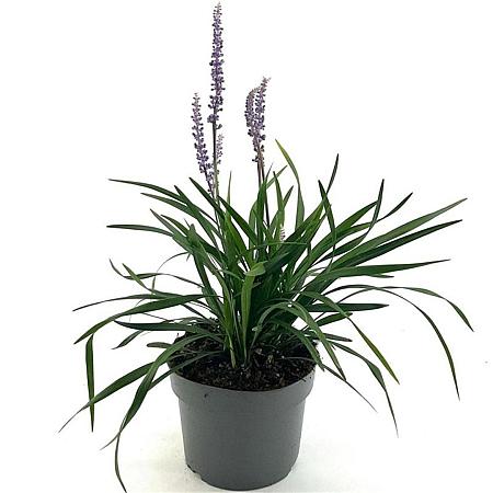 Liriope muscari 'Lilac Wonder' Pot 2 Liter 20 - 40 cm