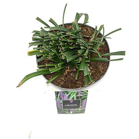 Liriope muscari 'Moneymaker' Pot 2 Liter 20 - 30 cm