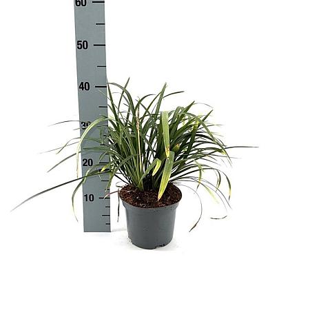 Liriope muscari 'Monroe White' Pot 2 Liter 20 - 30 cm