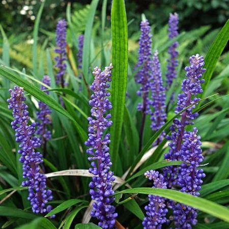 Liriope muscari 'Royal Purple' Pot 2 Liter 20 - 30 cm