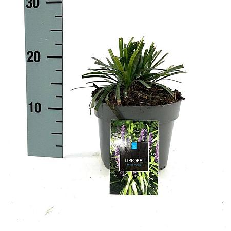 Liriope muscari 'Royal Purple' Pot 2 Liter 20 - 30 cm