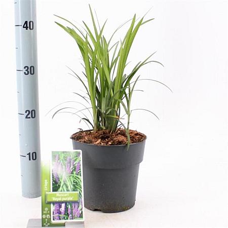 Liriope muscari 'Royal Purple' Pot 2 Liter 20 - 30 cm