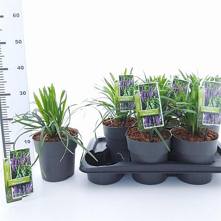 Liriope muscari 'Royal Purple' Pot 2 Liter 20 - 30 cm