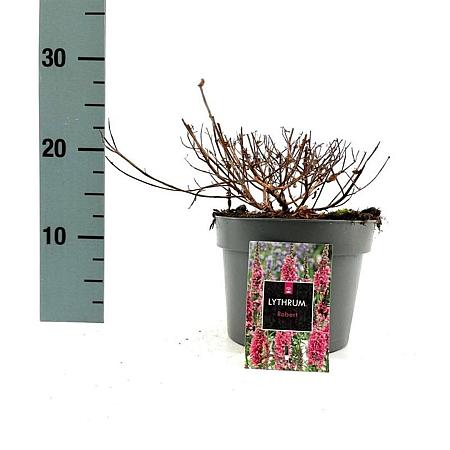 Lythrum sal. 'Robert' Pot 2 Liter