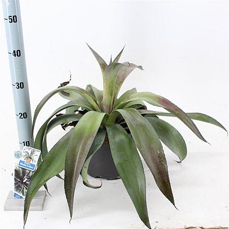 Mangave Mad About Man. Miss.to Mars Pot 5 liter 30-35cm