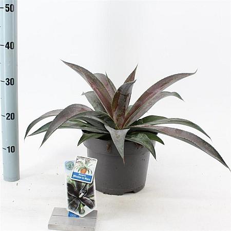 Mangave Mad About Man. Miss.to Mars Pot 5 liter 30-35cm