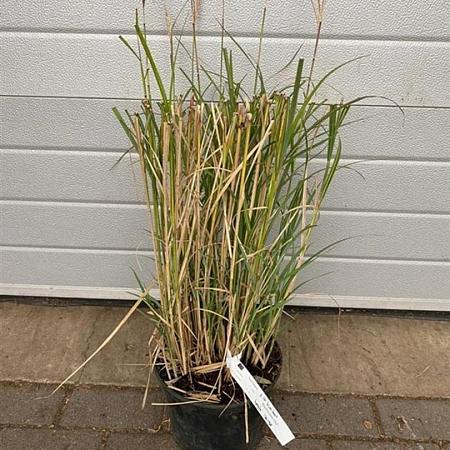 Miscanthus sin. 'Adagio' Pot 5 Liter 