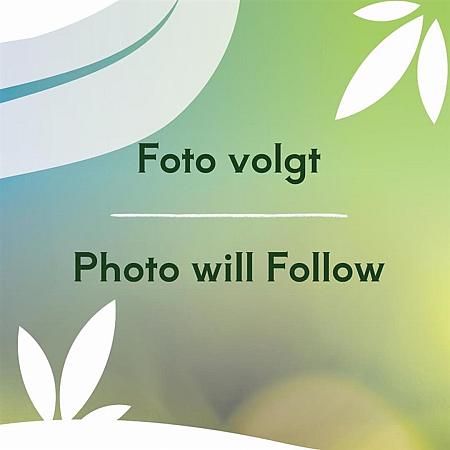 Miscanthus sin. 'Adagio' Pot 3 Liter 50 - 60 cm