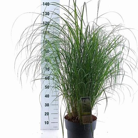 Miscanthus sin. 'Adagio' Pot 12 liter 60 - 80 cm