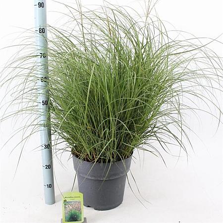 Miscanthus sin. 'Adagio' Pot 12 liter 60 - 80 cm