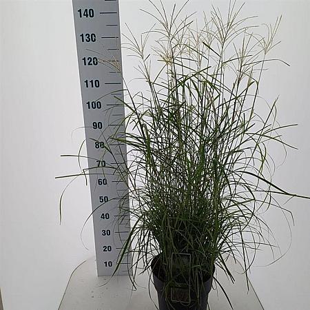 Miscanthus sin. 'Adagio' Pot 12 liter 60 - 80 cm
