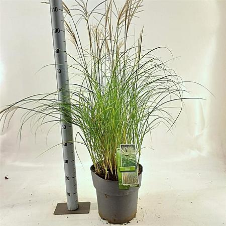 Miscanthus sin. 'Adagio' Pot 12 liter 60 - 80 cm