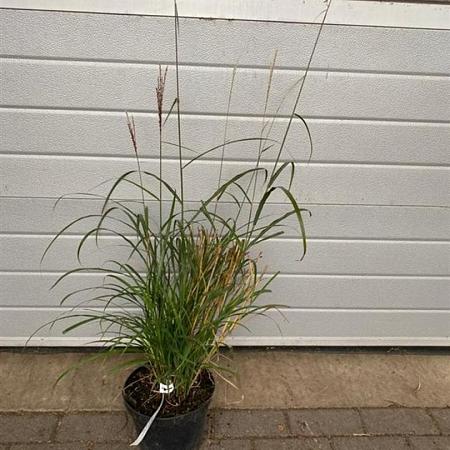 Miscanthus sin. 'Dronning Ingrid' Pot 5 Liter 