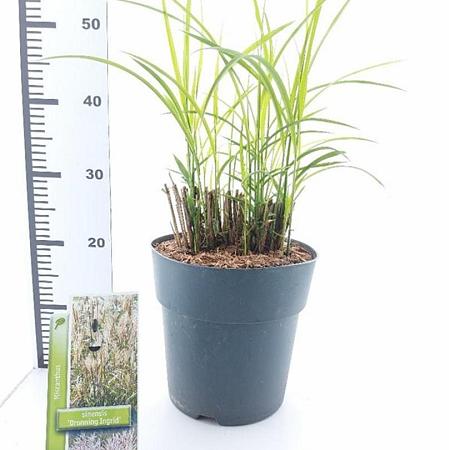 Miscanthus sin. 'Dronning Ingrid' Pot 6 Liter 60 - 80 cm