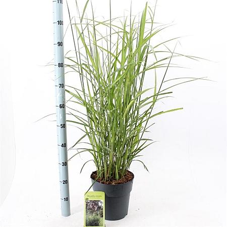 Miscanthus sin. 'Dronning Ingrid' Pot 6 Liter 60 - 80 cm