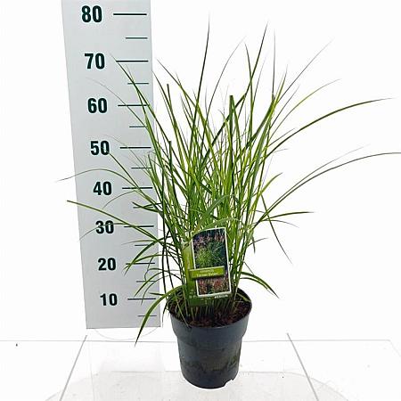 Miscanthus sin. 'Ferner Osten' Pot 3 Liter 