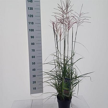 Miscanthus sin. 'Ferner Osten' Pot 3 Liter 