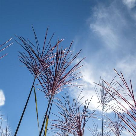 Miscanthus sin. 'Ferner Osten' Pot 2 Liter30 - 40 cm