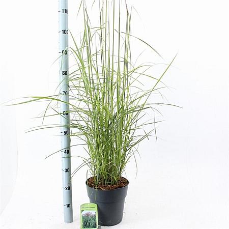 Miscanthus sin. 'Ferner Osten' Pot 6 Liter 60 - 80 cm