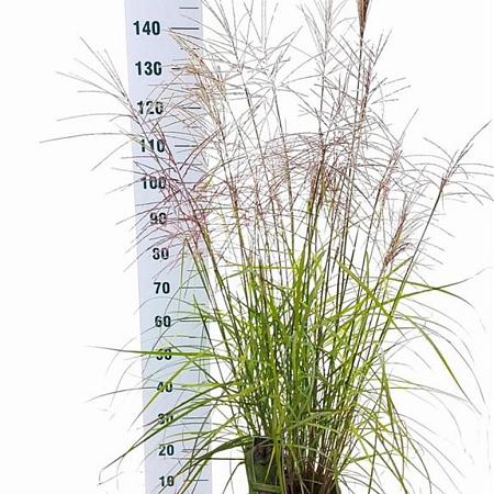 Miscanthus sin. 'Ferner Osten' Pot 6 Liter 60 - 80 cm