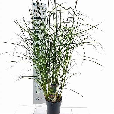 Miscanthus sin. 'Ferner Osten' Pot 6 Liter 60 - 80 cm