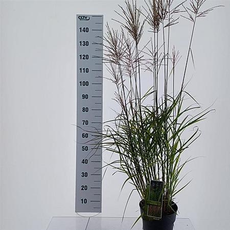 Miscanthus sin. 'Ferner Osten' Pot 6 Liter 60 - 80 cm