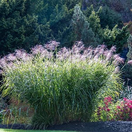 Miscanthus sin. 'Flamingo' Pot 2 Liter40 - 60 cm