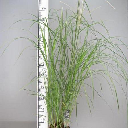 Miscanthus sin. 'Flamingo' Pot 3 Liter 50 - 60 cm