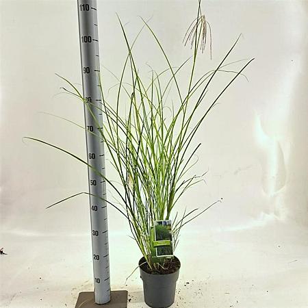 Miscanthus sin. 'Gracillimus' Pot 2 Liter40 - 60 cm