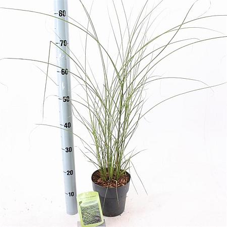 Miscanthus sin. 'Gracillimus' Pot 2 Liter40 - 60 cm