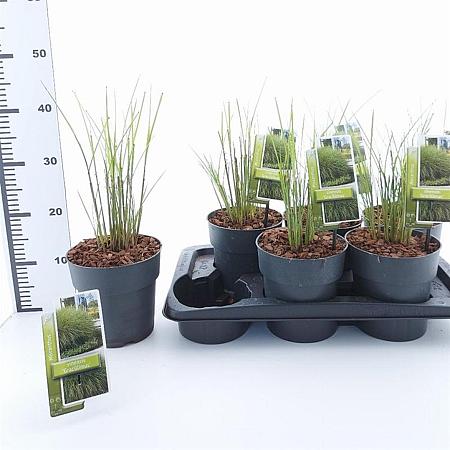 Miscanthus sin. 'Gracillimus' Pot 2 Liter40 - 60 cm