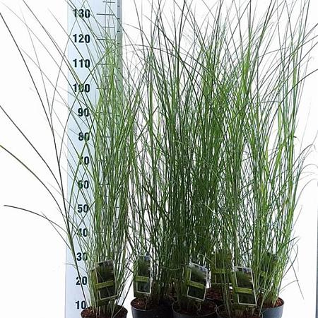Miscanthus sin. 'Gracillimus' Pot 2 Liter40 - 60 cm