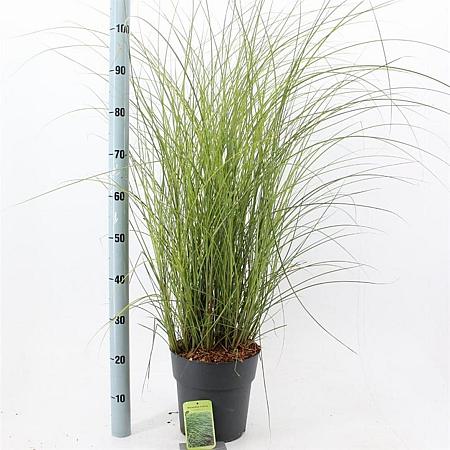 Miscanthus sin. 'Gracillimus' Pot 6 Liter 60 - 80 cm