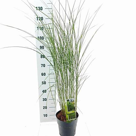 Miscanthus sin. 'Gracillimus' Pot 6 Liter 60 - 80 cm