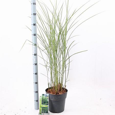 Miscanthus sin. 'Gracillimus' Pot 6 Liter 60 - 80 cm