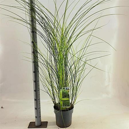 Miscanthus sin. 'Gracillimus' Pot 6 Liter 60 - 80 cm