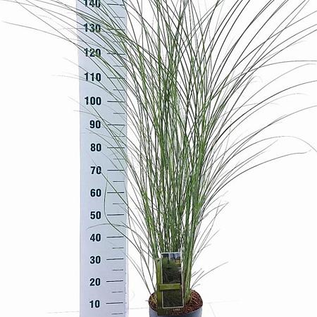 Miscanthus sin. 'Gracillimus' Pot 6 Liter 60 - 80 cm